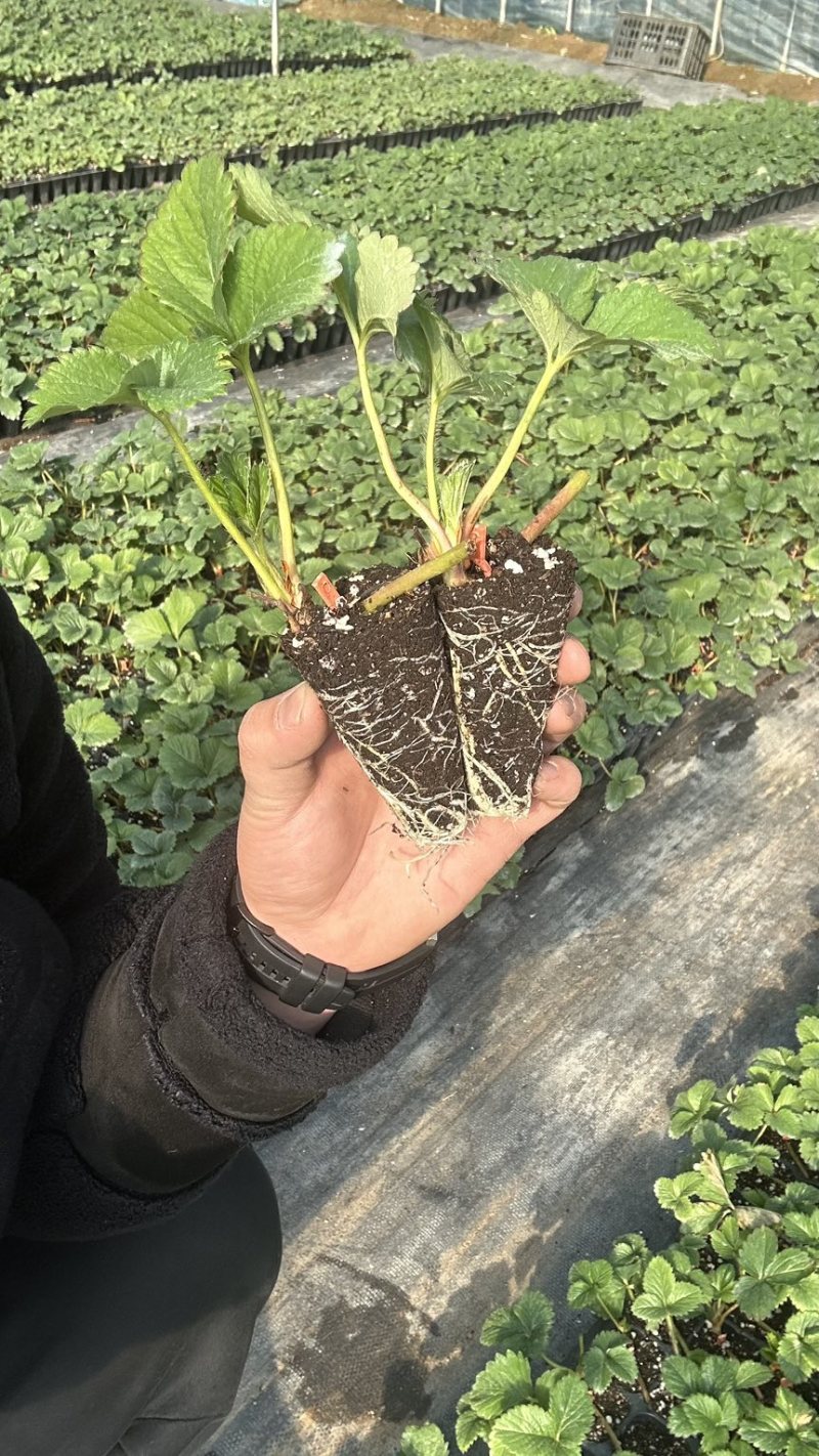 越王草莓苗越王草莓苗更早熟果皮颜色亮口感纯甜