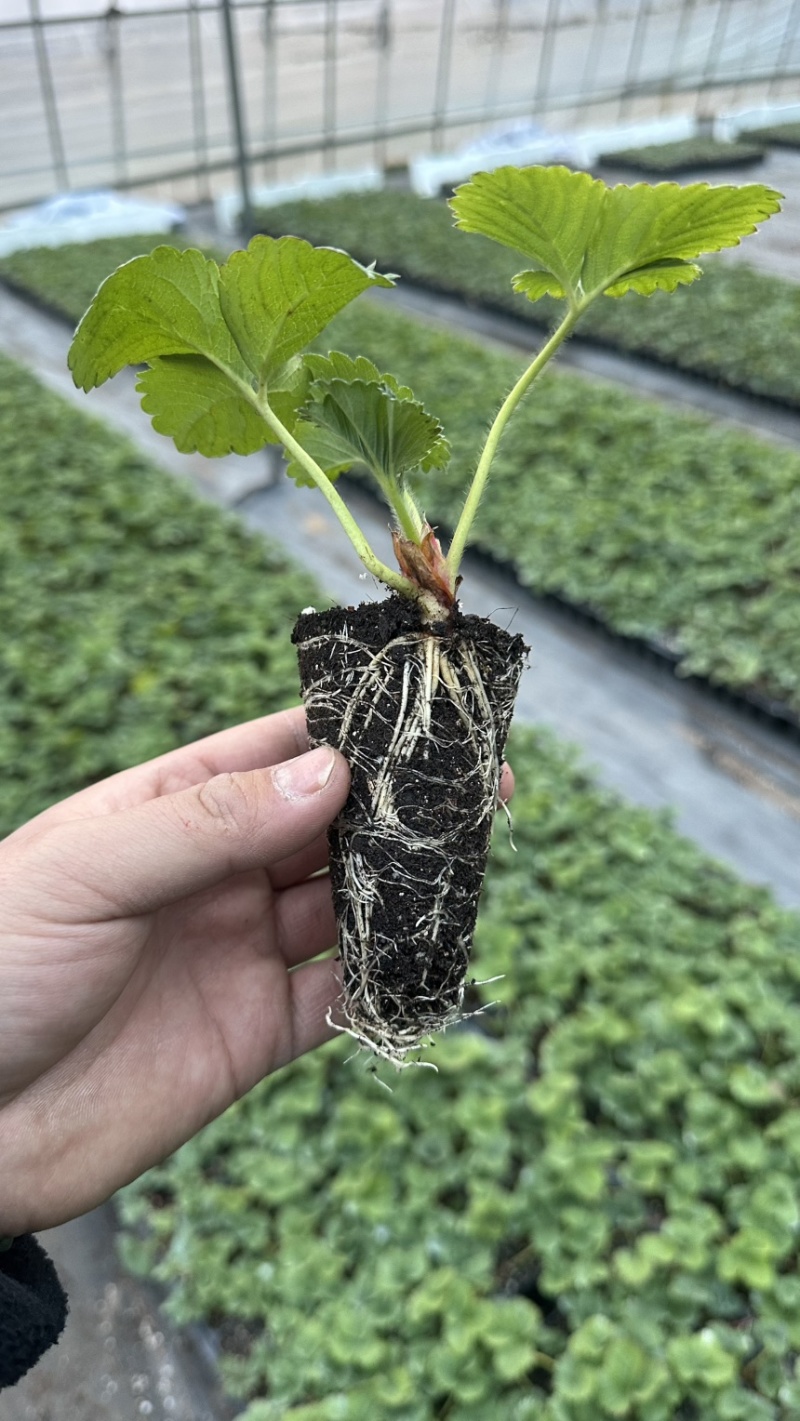 越王草莓苗越王草莓苗更早熟果皮颜色亮口感纯甜