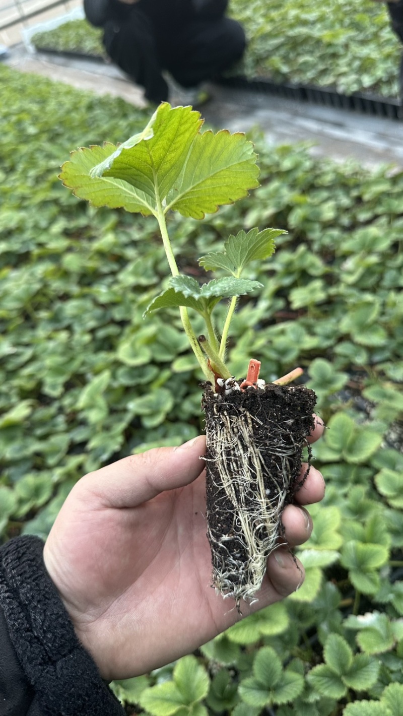 越王草莓苗越王草莓苗更早熟果皮颜色亮口感纯甜