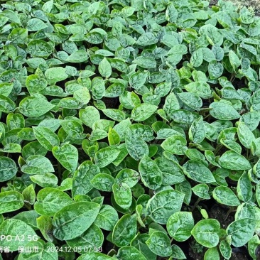 （全国包邮)云南树番茄苗根系发达易成活量大价优欢迎联系