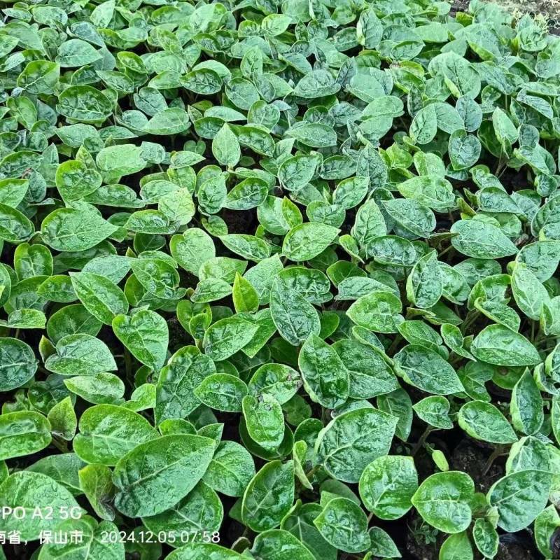 （全国包邮)云南树番茄苗根系发达易成活量大价优欢迎联系