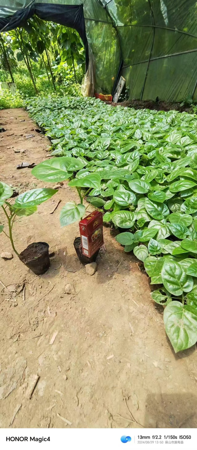 （全国包邮)云南树番茄苗根系发达易成活量大价优欢迎联系
