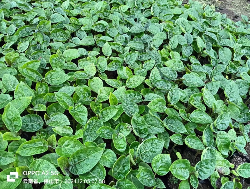 （全国包邮)云南树番茄苗根系发达易成活量大价优欢迎联系