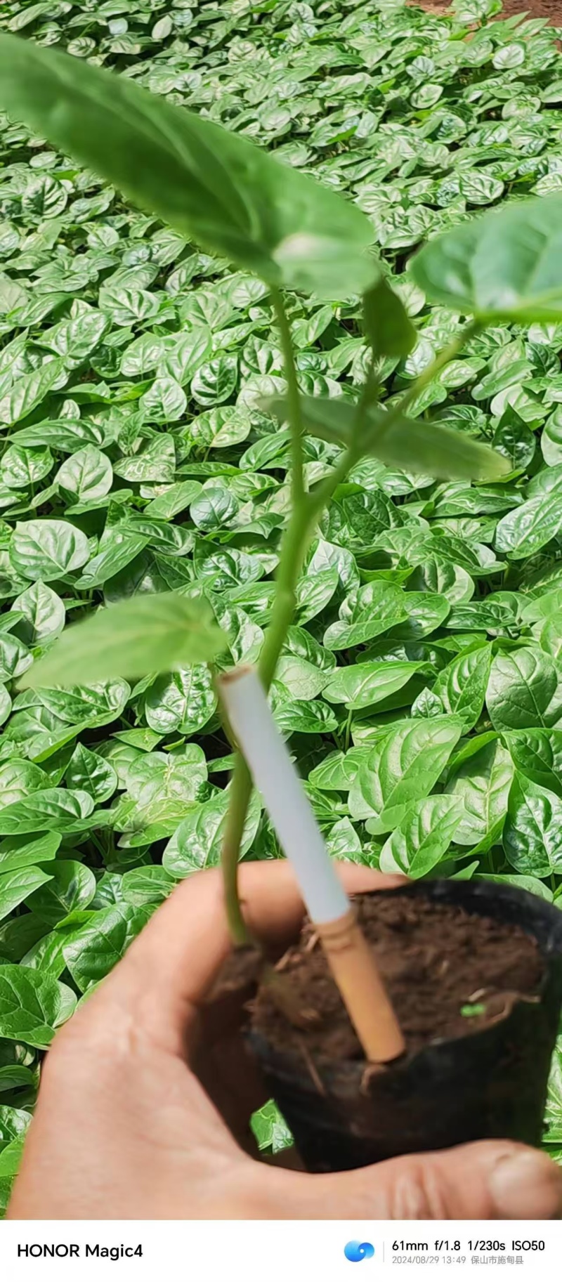 （全国包邮)云南树番茄苗根系发达易成活量大价优欢迎联系