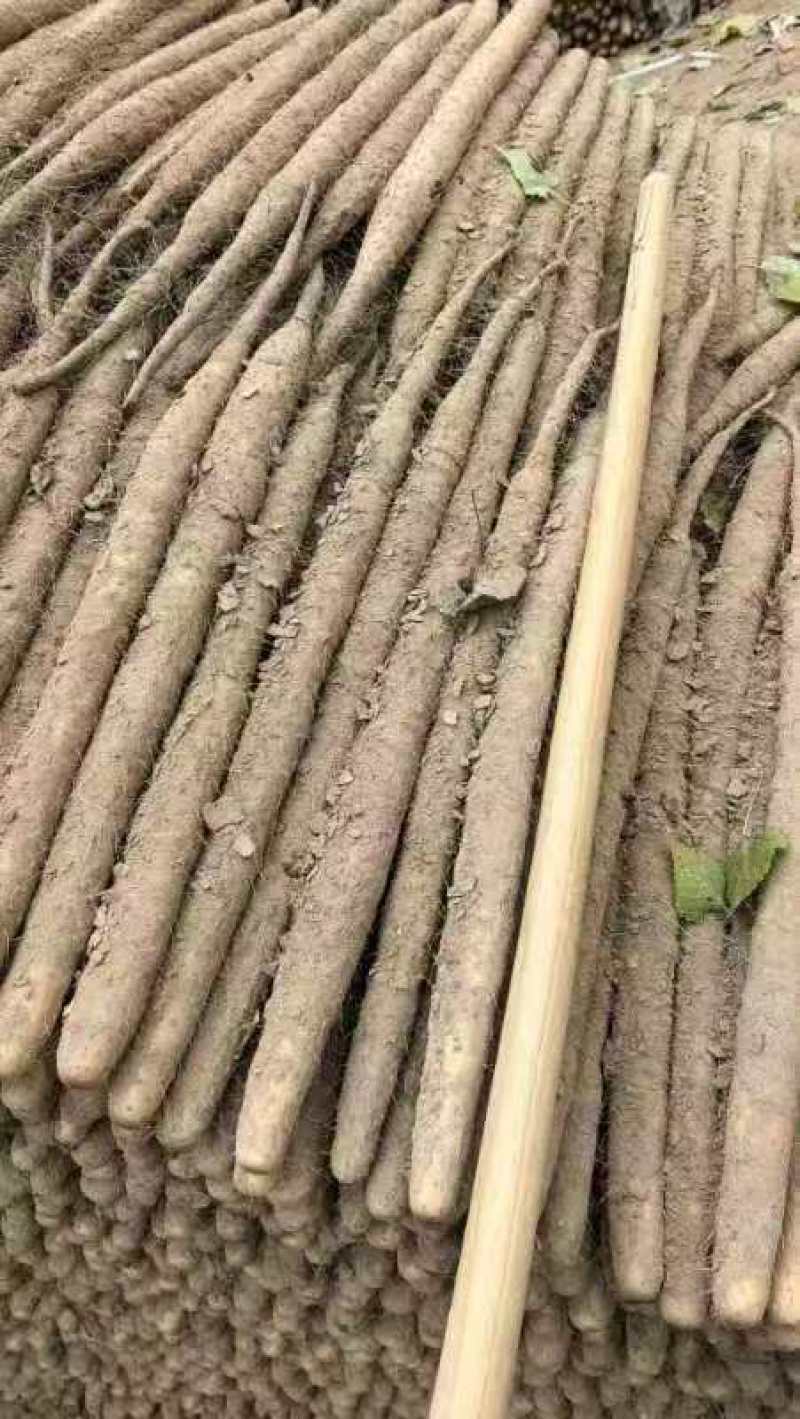 精品麻山药/产地批发/供应电商/市场/欢迎来电咨询