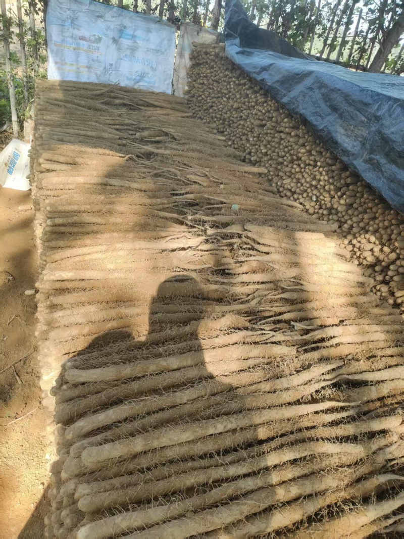 精品麻山药/产地批发/供应电商/市场/欢迎来电咨询