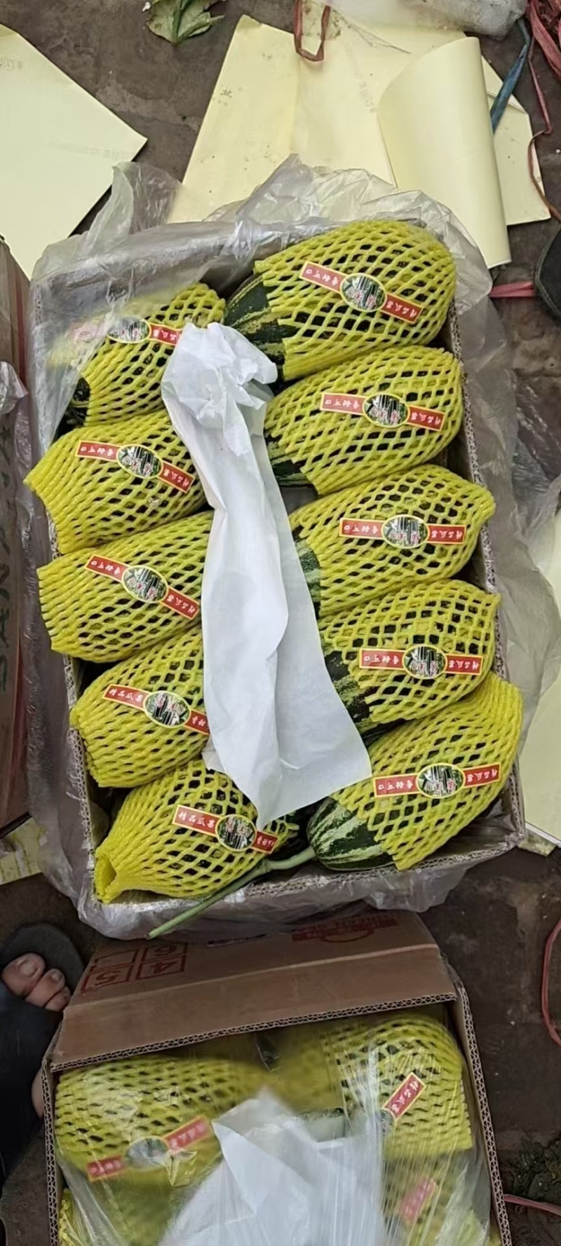 山东甜瓜博洋甜瓜一手货源全国代发欢迎致电咨询