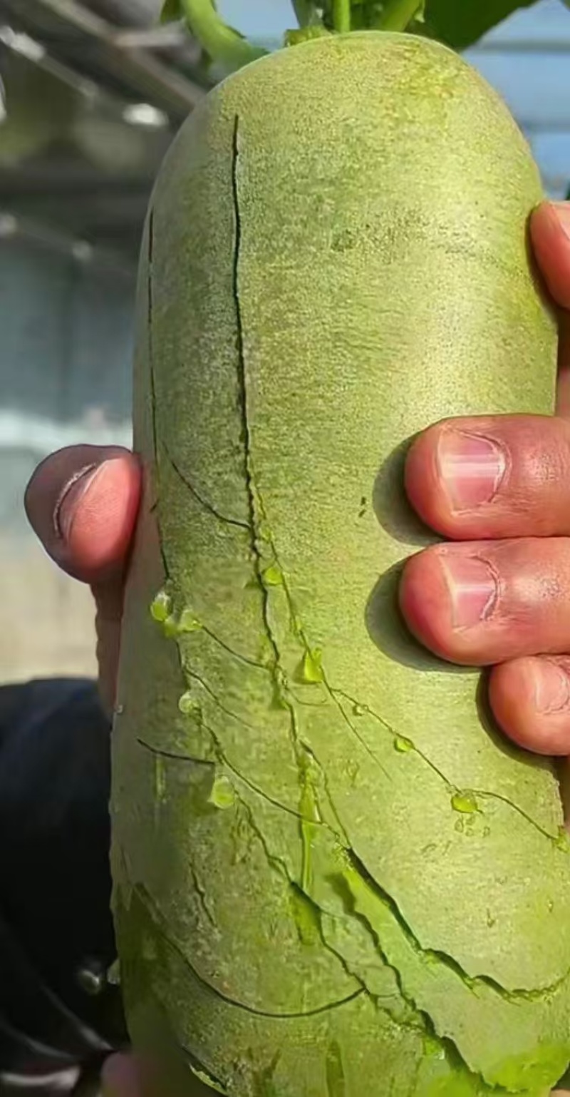 水果萝卜