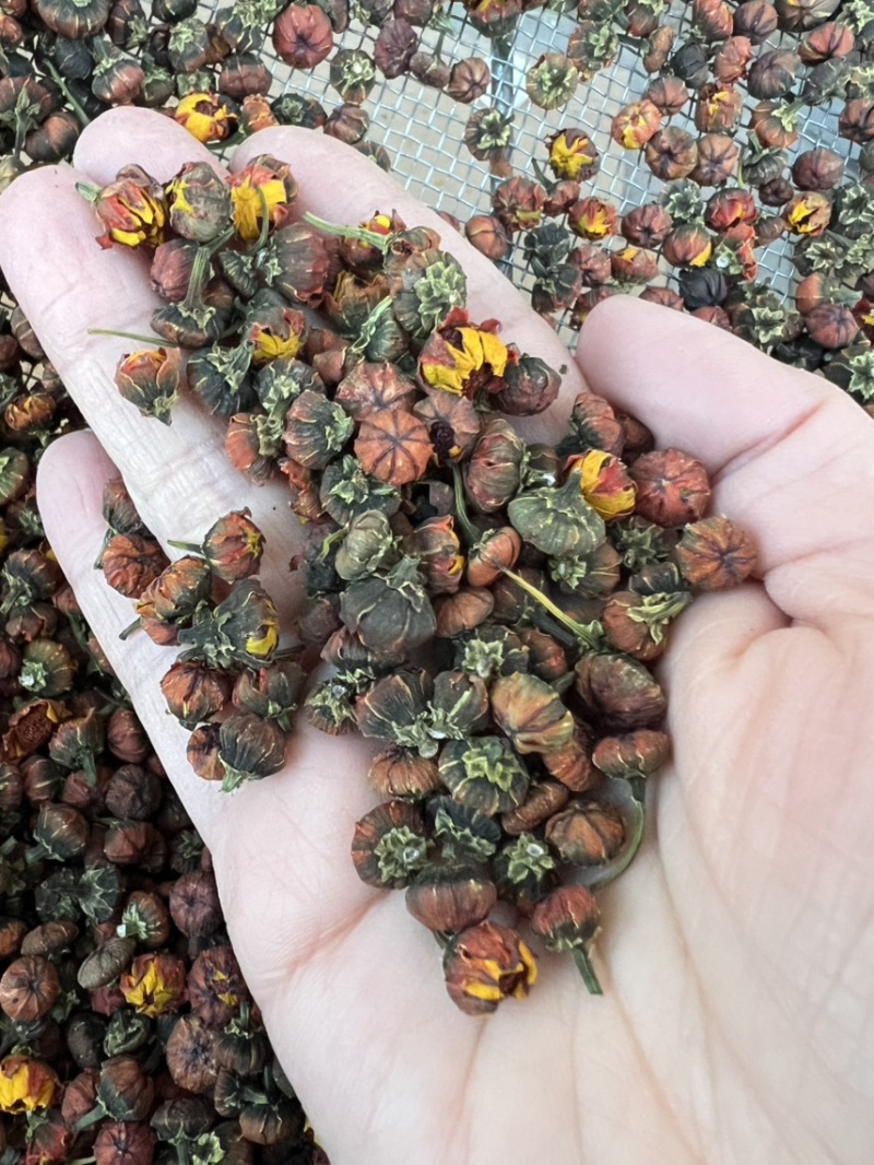 新疆胎菊产地直发昆仑胎菊王高海拔