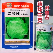 包心紧结球生菜种子单株重达1斤四季蔬菜种子球生菜种子耐抽