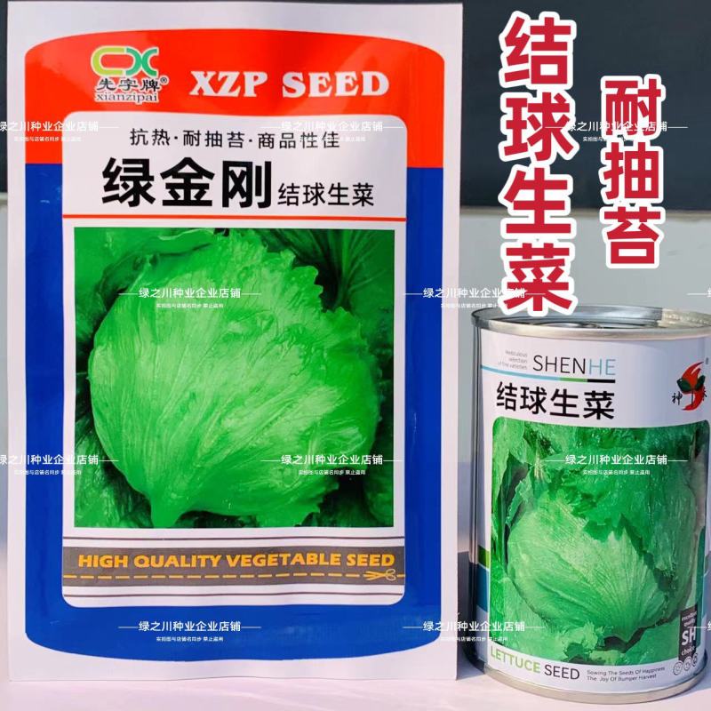 包心紧结球生菜种子单株重达1斤四季蔬菜种子球生菜种子耐抽