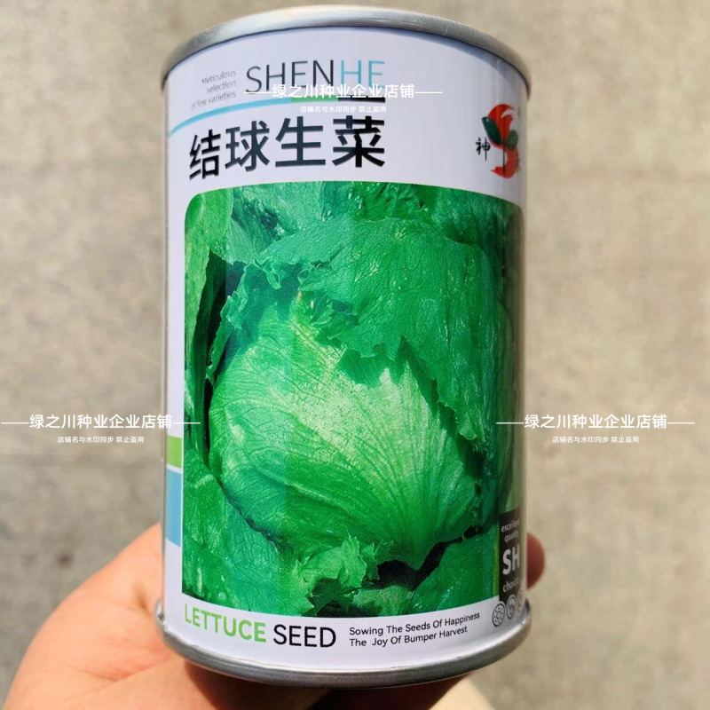 包心紧结球生菜种子单株重达1斤四季蔬菜种子球生菜种子耐抽