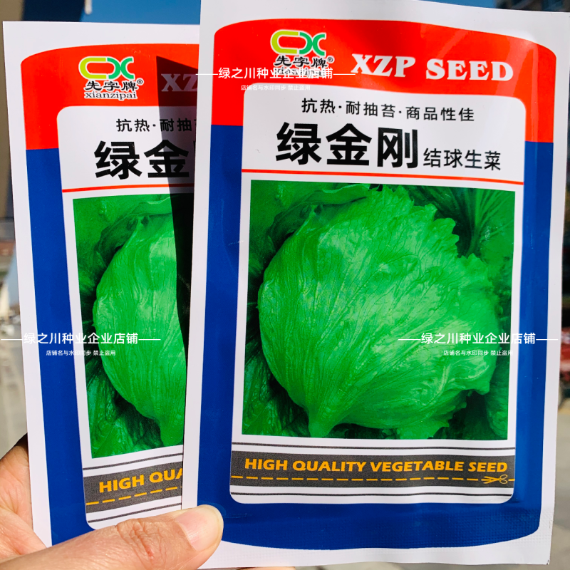 包心紧结球生菜种子单株重达1斤四季蔬菜种子球生菜种子耐抽