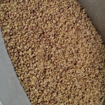 优品苦荞茶统货
