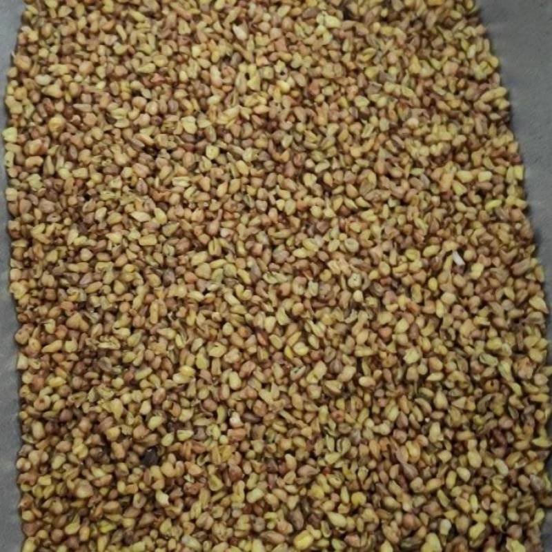 苦荞茶统货