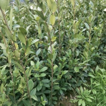 低价出售嫁接油茶苗！！