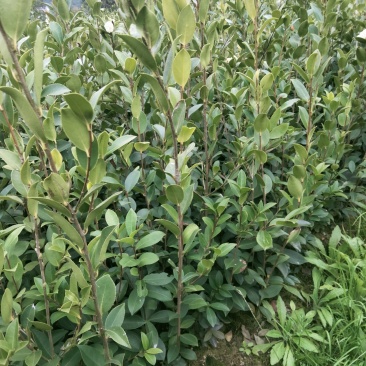 低价出售嫁接油茶苗！！