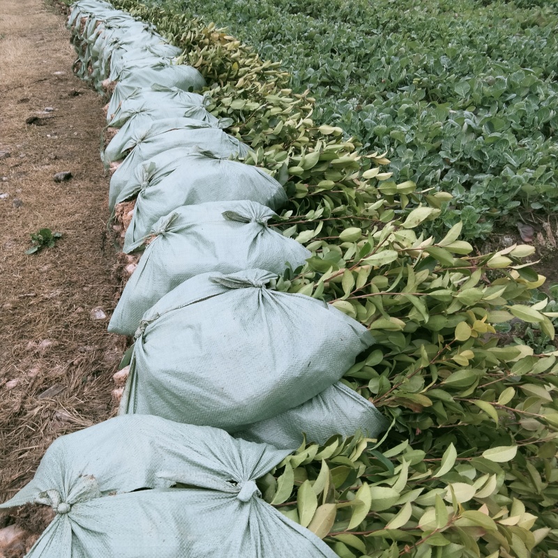 低价出售嫁接油茶苗！！