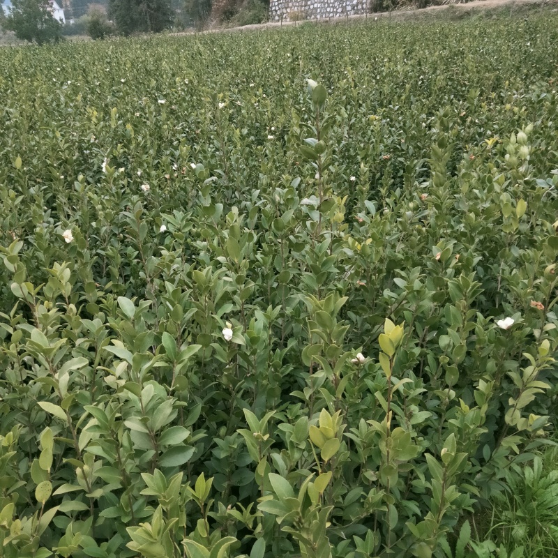 低价出售嫁接油茶苗！！