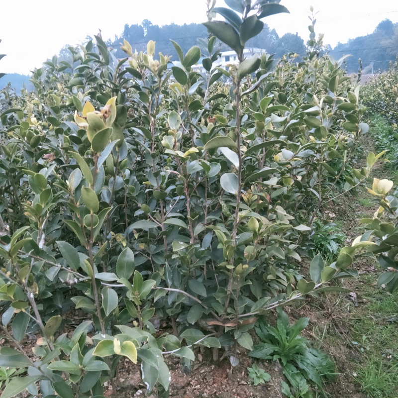 低价出售嫁接油茶苗！！