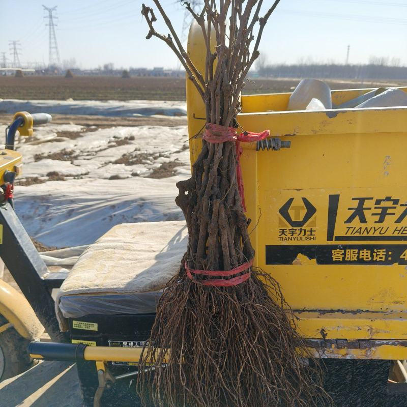占地葡萄苗/当年生葡萄苗/2-5年生占地葡萄树/现挖现发