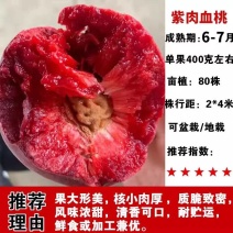 紫肉血桃树苗，早熟品种，耐运输，口感**，包活包邮