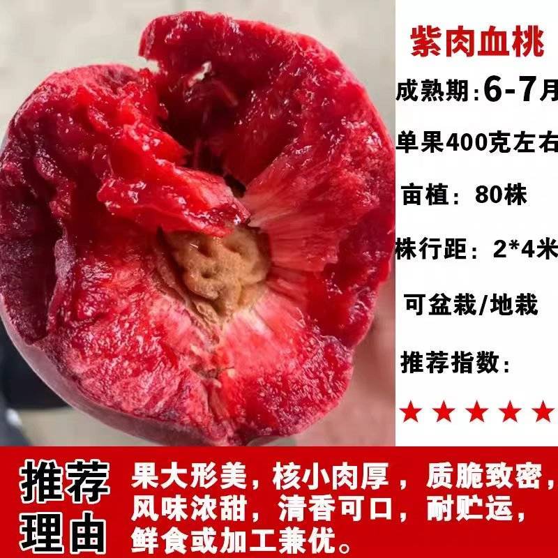 紫肉血桃树苗，早熟品种，耐运输，口感**，包活包邮