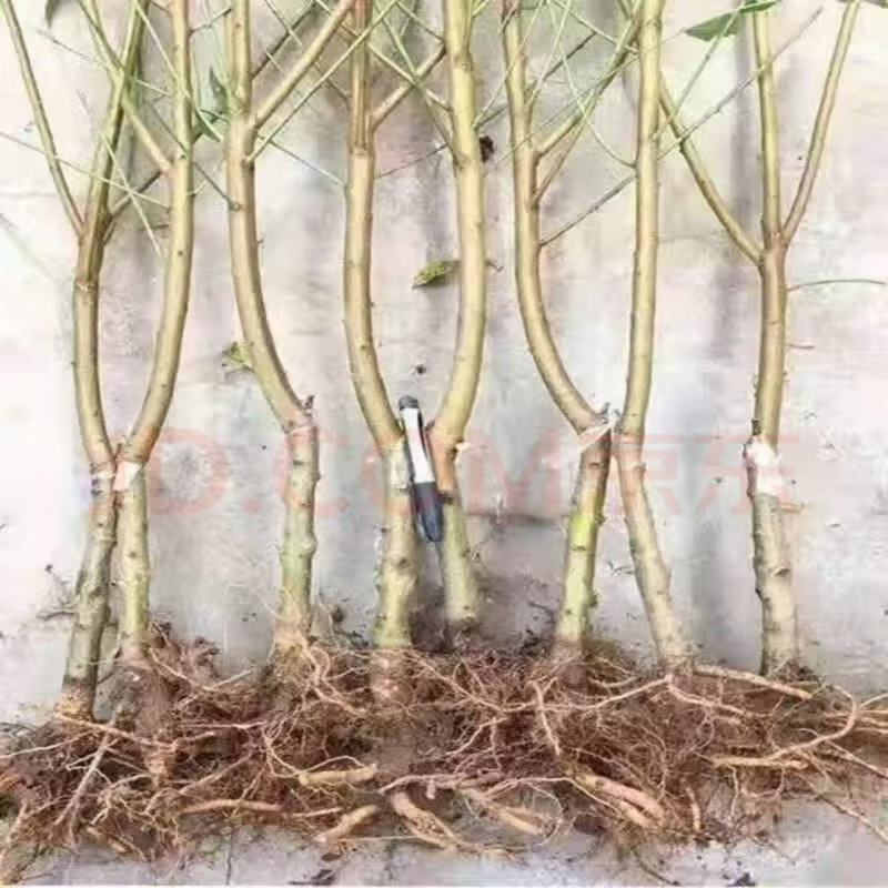 紫肉血桃树苗，早熟品种，耐运输，口感**，包活包邮