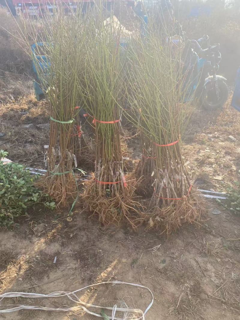 紫肉血桃树苗，早熟品种，耐运输，口感**，包活包邮