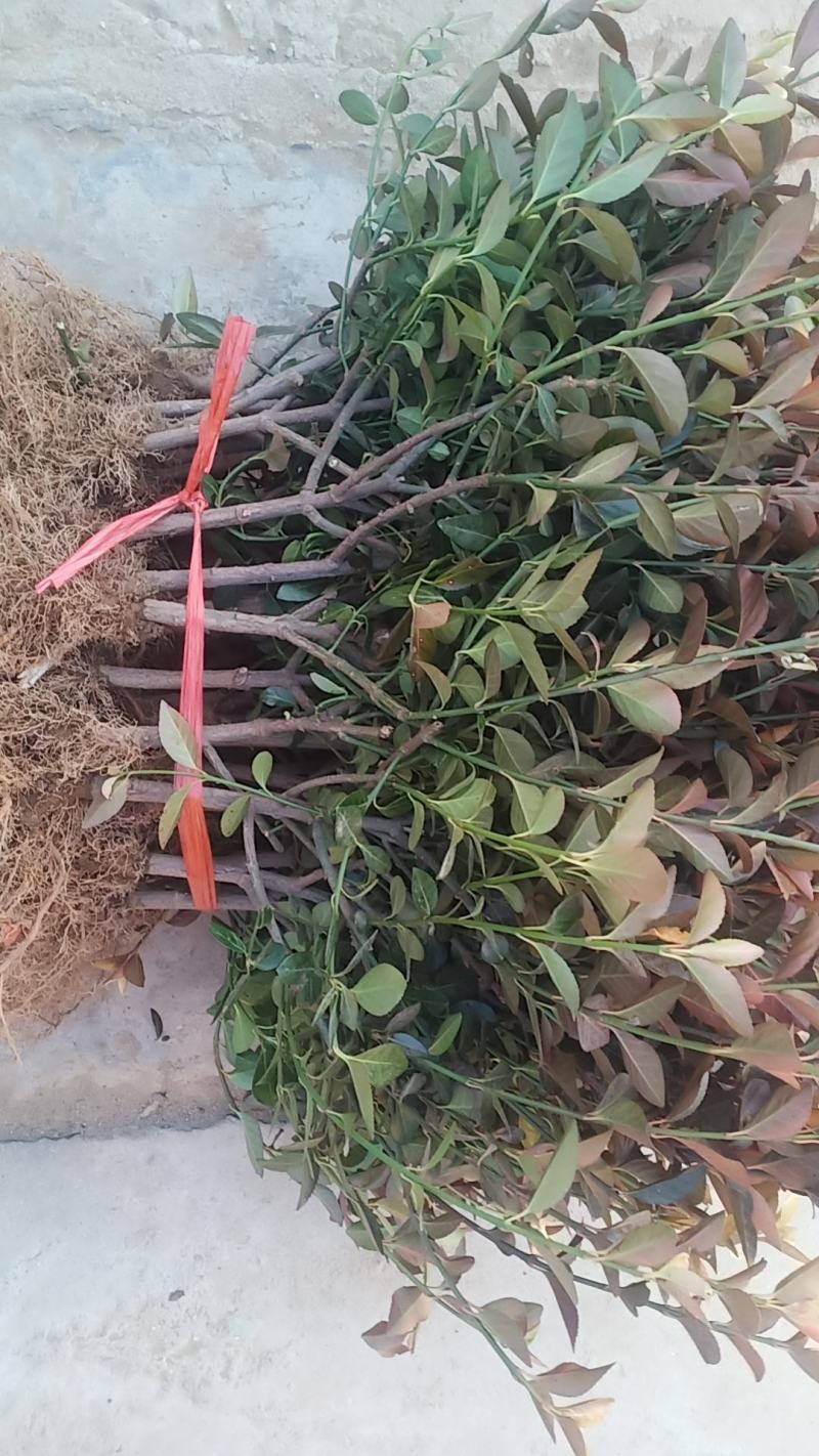 跑江湖专用车里子苗，