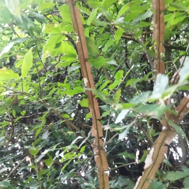 鬼箭羽种子中草药植物