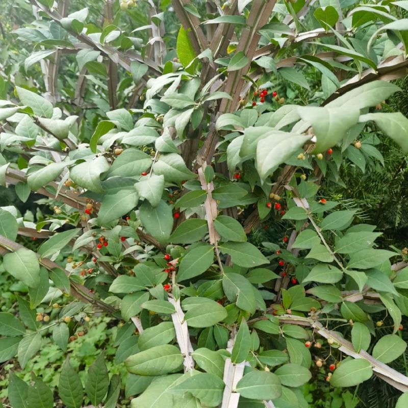 鬼箭羽种子中草药植物