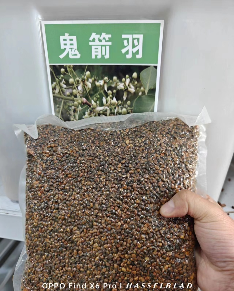 鬼箭羽种子中草药植物