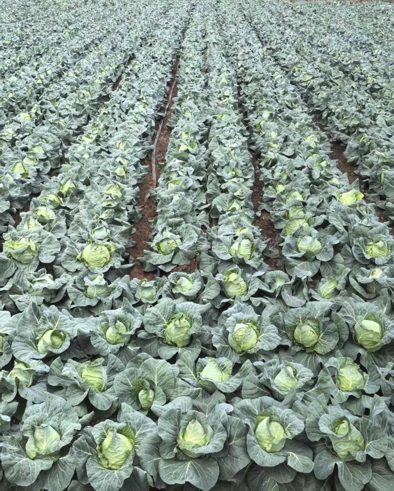 牛心甘蓝，高品质品种，万亩基地大量供应，源头货源欢迎订购