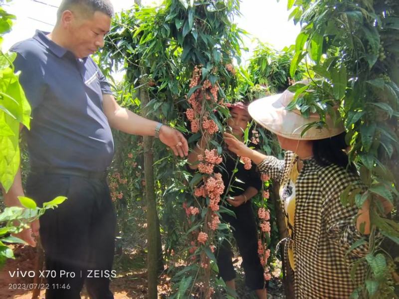 云南泸西县金果榄种子自家种植育苗育种基地质量保证