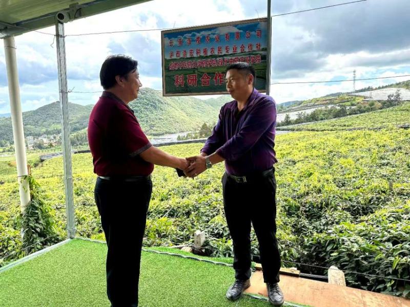 云南泸西县金果榄种子自家种植育苗育种基地质量保证