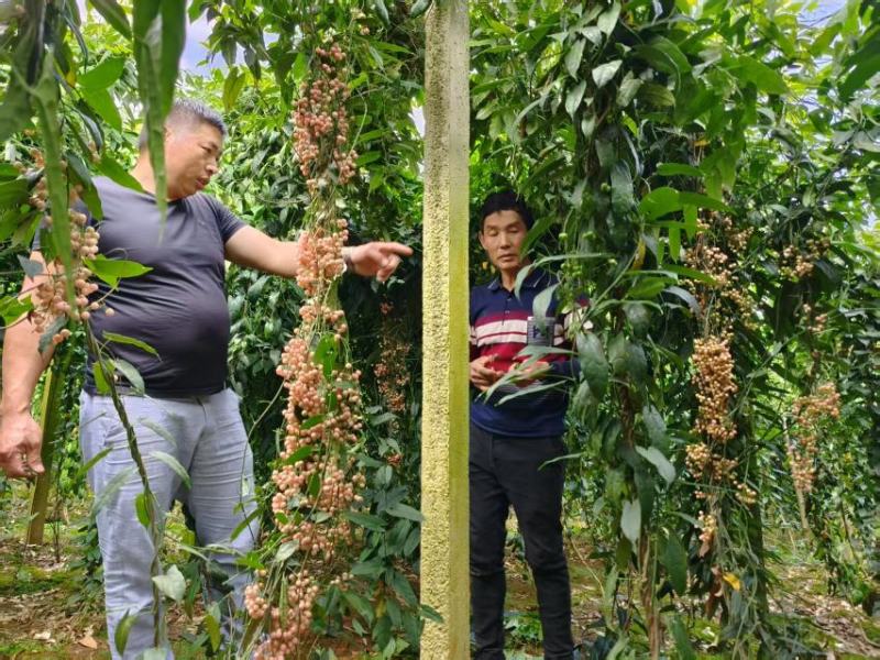 云南泸西县金果榄种子自家种植育苗育种基地质量保证