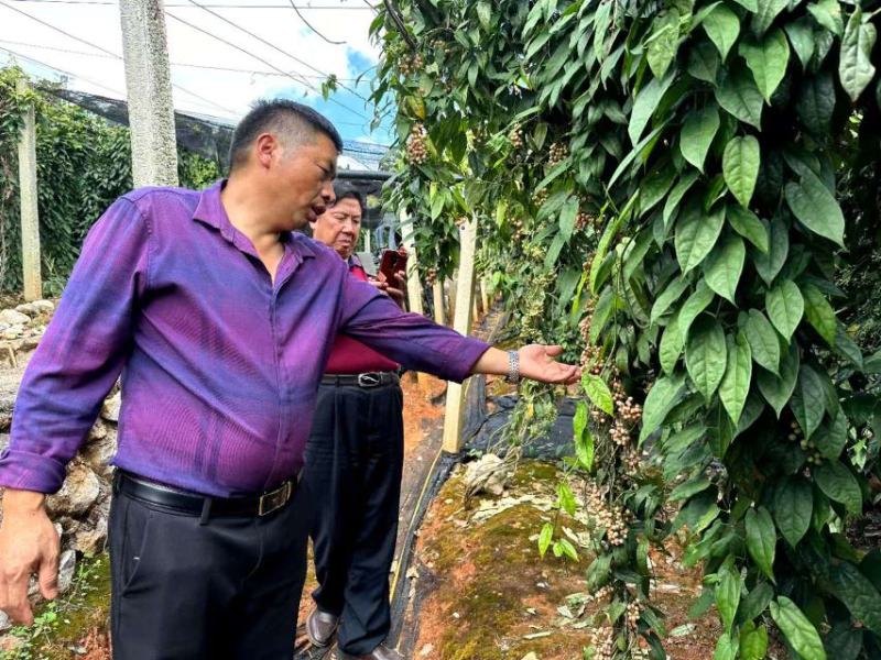 云南泸西县金果榄种子自家种植育苗育种基地质量保证