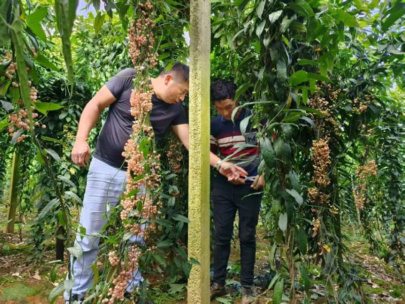 云南泸西县金果榄种子自家种植育苗育种基地质量保证