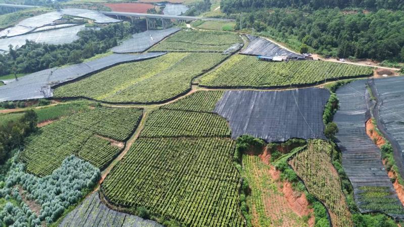 云南泸西县金果榄种子自家种植育苗育种基地质量保证
