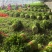 精品西芹大量上市对接电商市场商超一手货源
