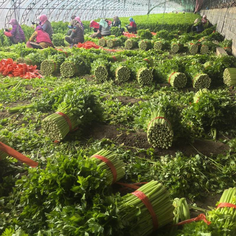 精品西芹大量上市对接电商市场商超一手货源