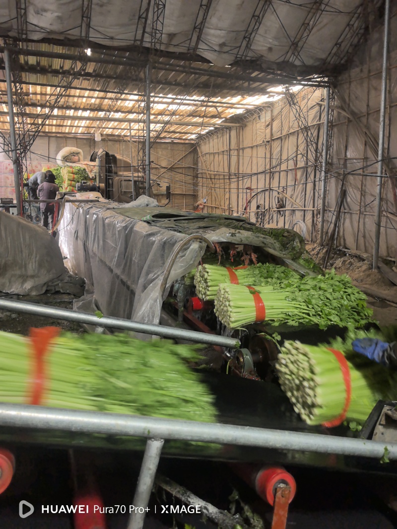 精品西芹大量上市对接电商市场商超一手货源