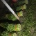 精品西芹大量上市对接电商市场商超一手货源