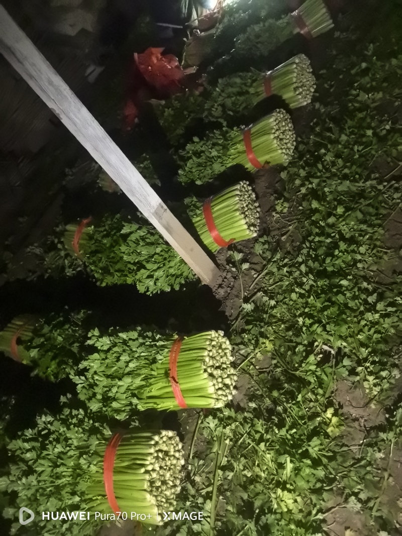 精品西芹大量上市对接电商市场商超一手货源
