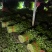 精品西芹大量上市对接电商市场商超一手货源