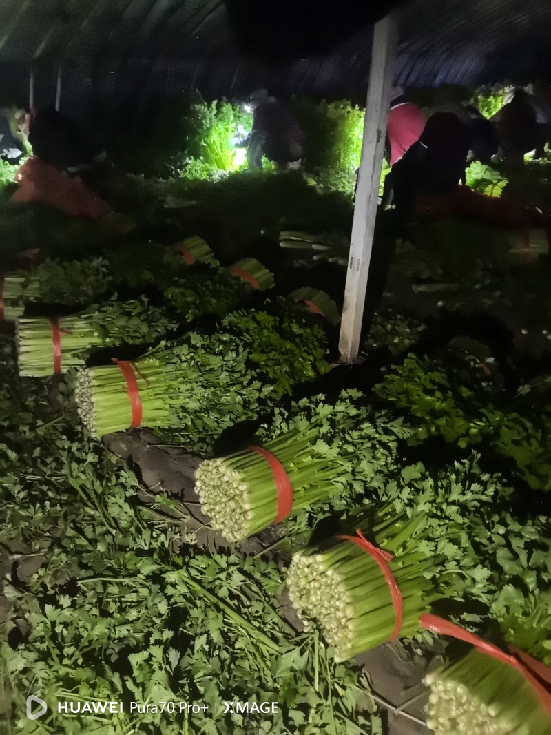精品西芹大量上市对接电商市场商超一手货源