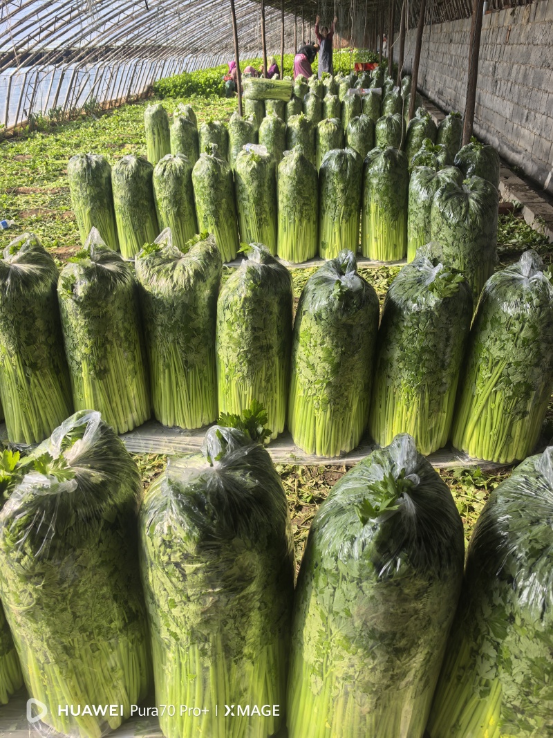 精品西芹大量上市对接电商市场商超一手货源
