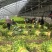 精品西芹大量上市对接电商市场商超一手货源