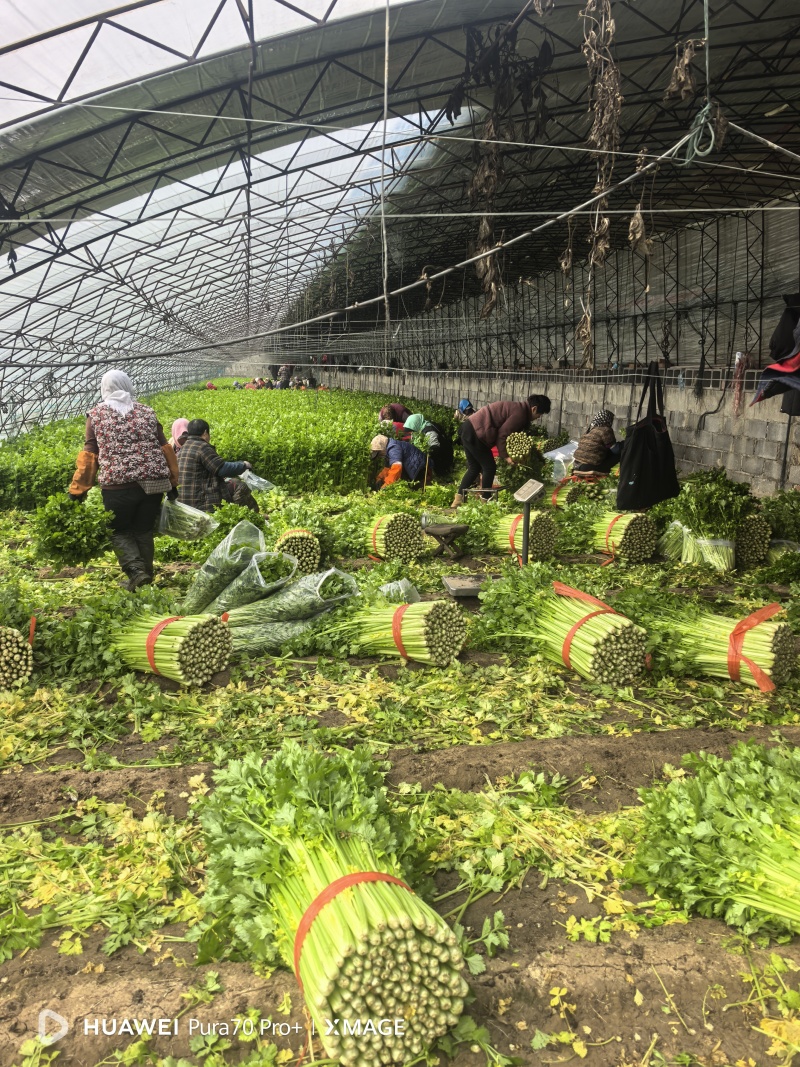 精品西芹大量上市对接电商市场商超一手货源